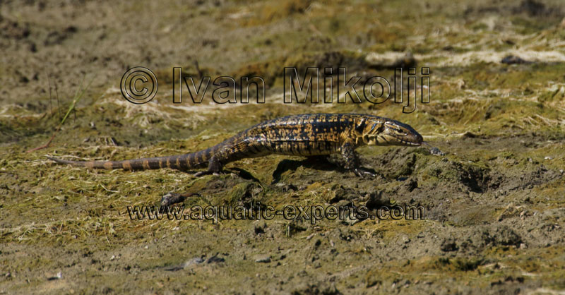 Golden Tegu